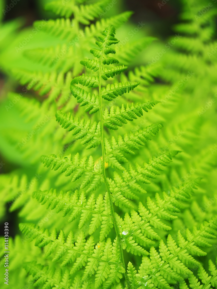 fern leaves in the forest fern leaves in the forest