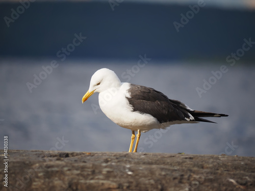 Seagull on the lake © enskanto