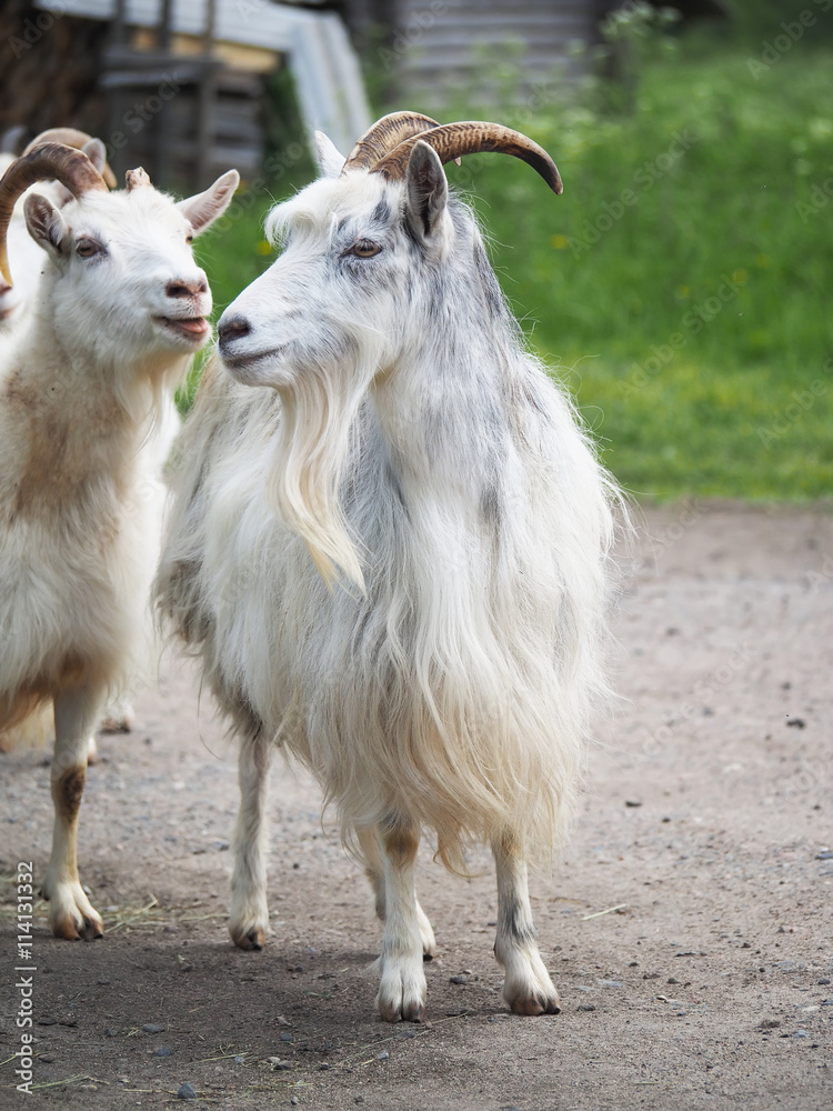 Fototapeta premium goats in the village