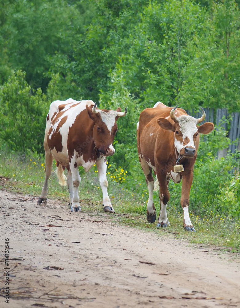 cow in the summer in the village