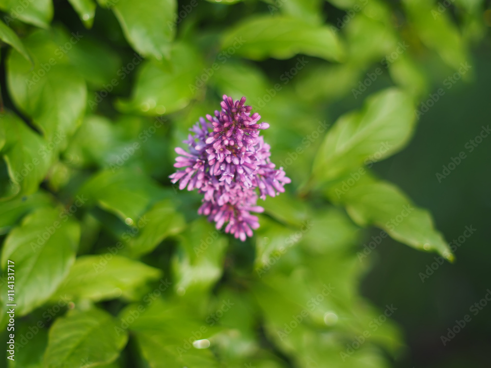 lilac flowers in the garden