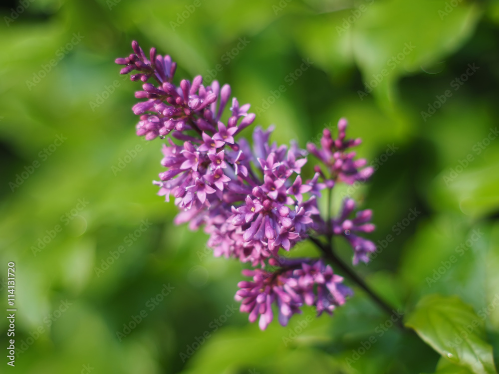lilac flowers in the garden lilac flowers in the garden
