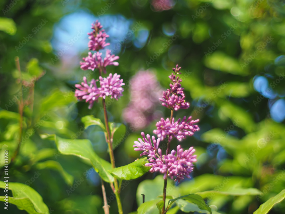 lilac flowers in the garden lilac flowers in the garden