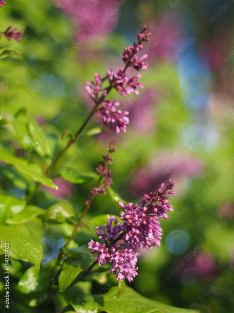 lilac flowers in the garden lilac flowers in the garden