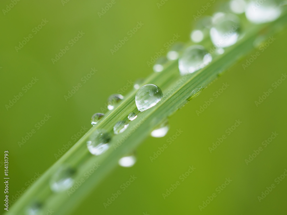 grass in drops grass in drops