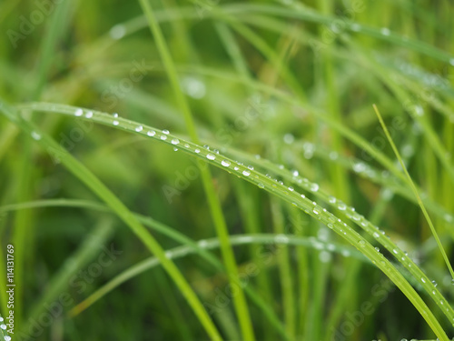 grass in drops