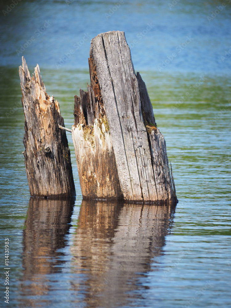 old wooden piles in the lake