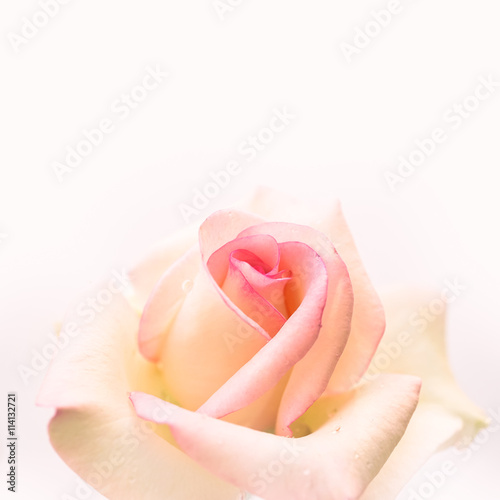 vintage color rose in soft and blur style for romantic background