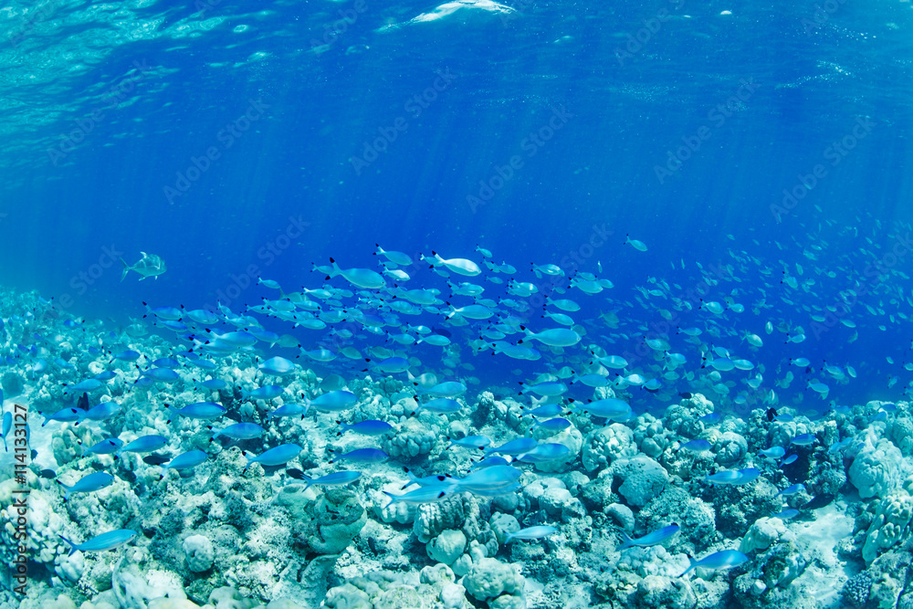 wonderful underwater worl wonderful underwater worl
