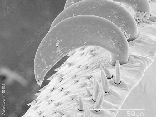 Hamuli of honeybee (Apis) wing SEM photo