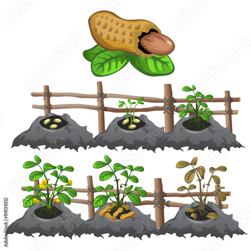 Growth stages of peanuts, agriculture, vector