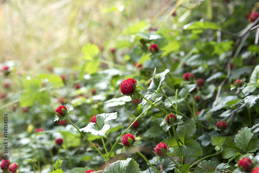 berry in the green grass in a forest glade, summer evening