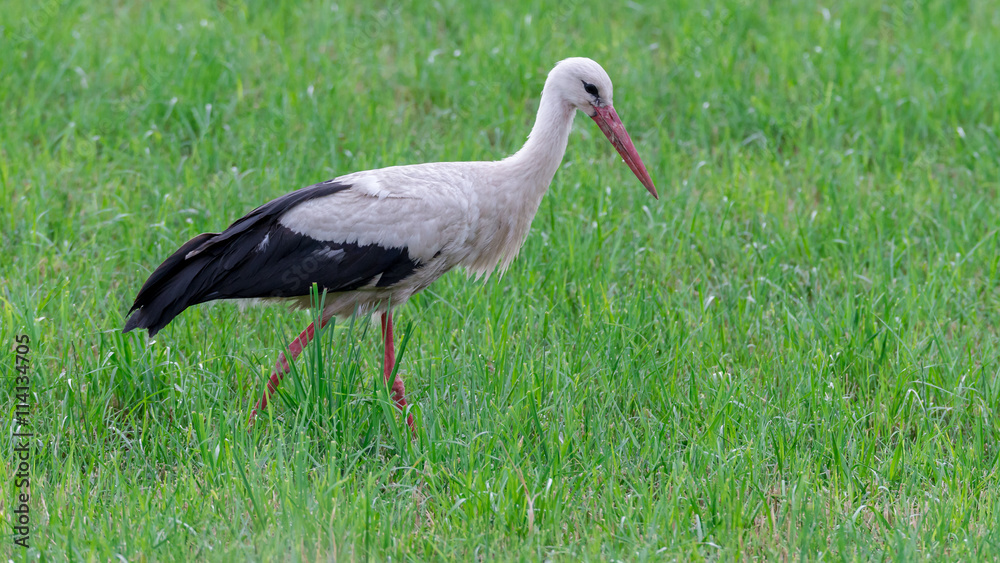 Fototapeta premium Storch Weißstorch (Ciconia ciconia) auf Nahrungssuche auf einer Wiese