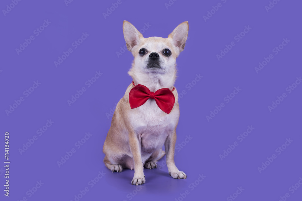 little dog with a red bow on a purple background
