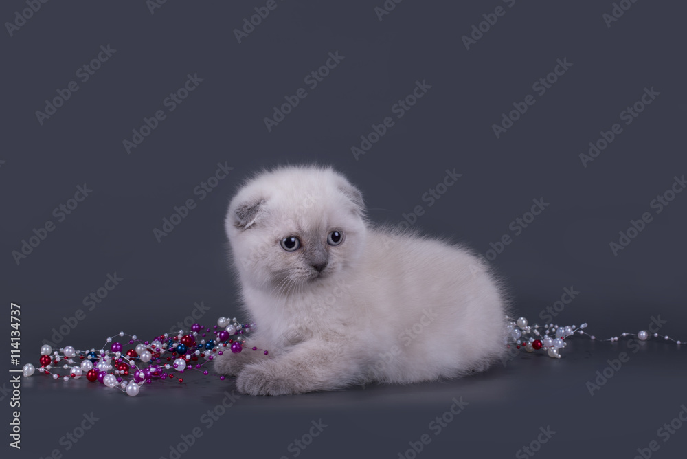small Scottish Fold kitten on a colored background small Scottish Fold kitten on a colored background