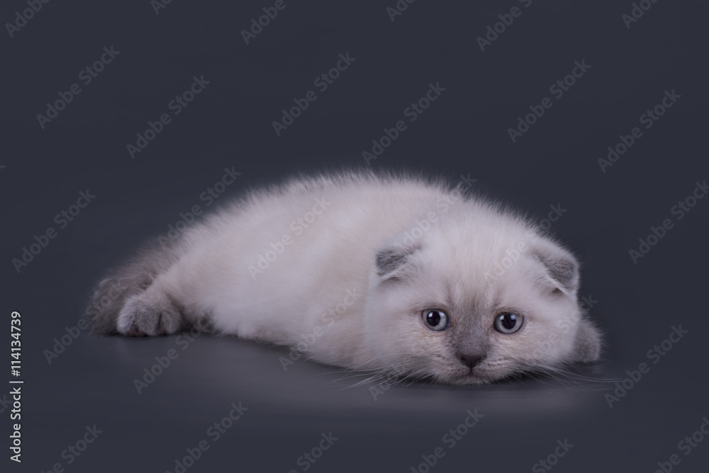 small Scottish Fold kitten on a colored background