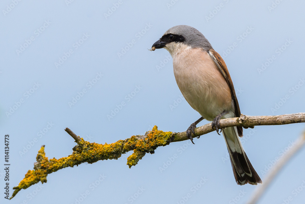 Neuntöter (Lanius collurio) Männchen mit einer erbeuteten Spinne im Schnabel Neuntöter (Lanius collurio) Männchen mit einer erbeuteten Spinne im Schnabel