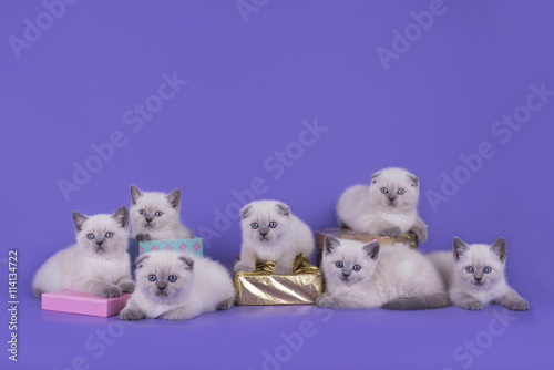 Point little Scottish fold kittens on a purple background