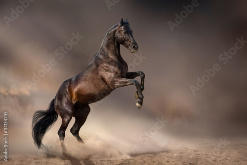 Fotografia Beautiful bay stallion rearing up in desert dust  against dark storm sky