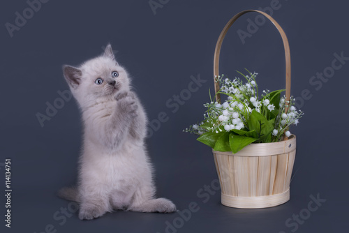 small Scottish Fold kitten on a colored background © Светлана Валуйская