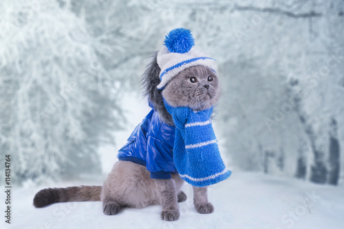 Fototapeta Naklejka Na Ścianę i Meble -  Scottish Fold cat in a coat walks on the street in winter