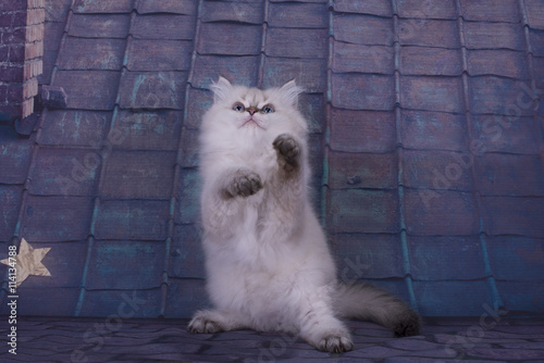 Beautiful British longhair kitten on the roof in the summer nigh photo