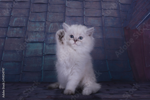 Beautiful British longhair kitten on the roof in the summer nigh photo