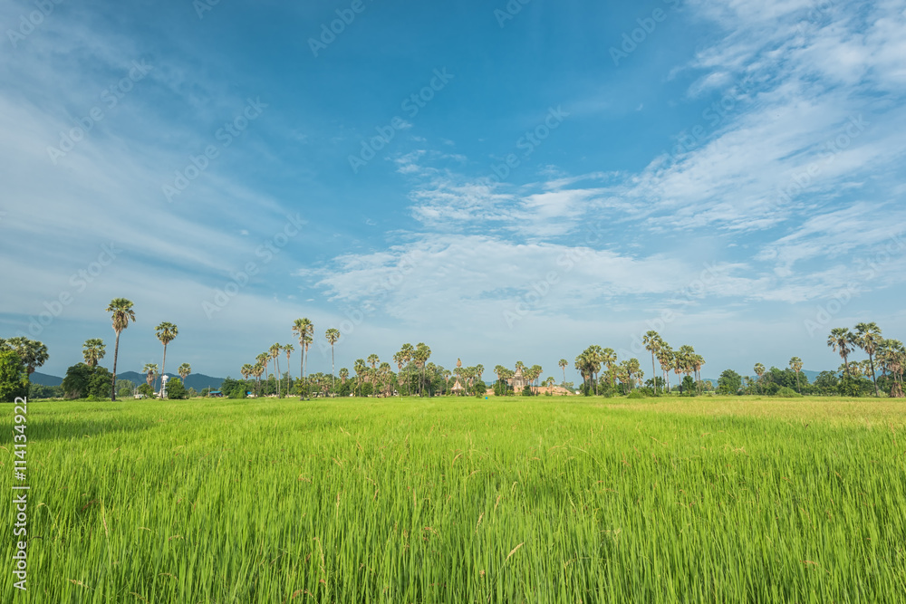 Green landscape with rice field in Thailand, Beautiful cultivated land with paddy field