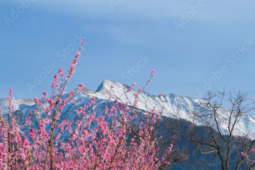 Pyrénées, fleurs, neige, cerisiers, montagnes