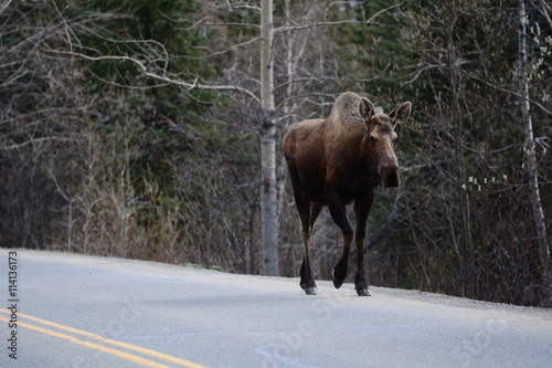Moose Walking Down The Road © Hortigüela