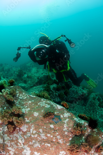 Scuba diver making a photo of sea cucumber (stichopus japonicus) photo