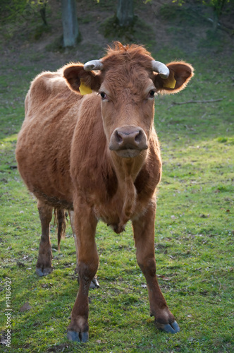 Calf grazing on pasture