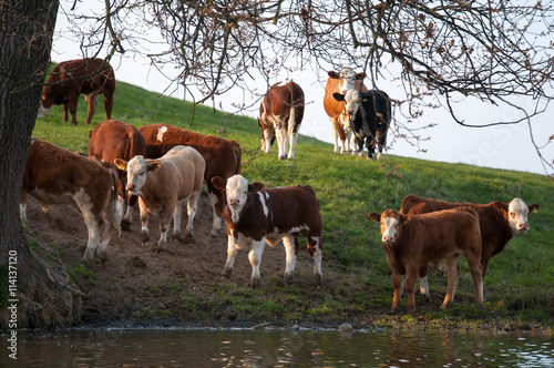 Cows grazing on pasture © inventart