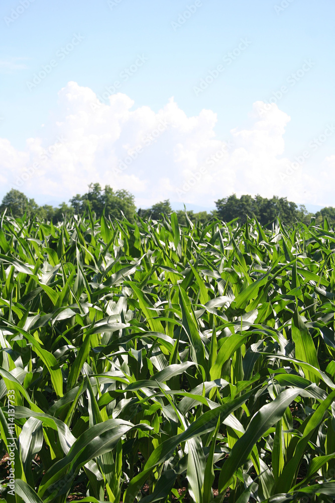 campo di mais illuminato dal sole con cielo azzurro e nuvole bianche