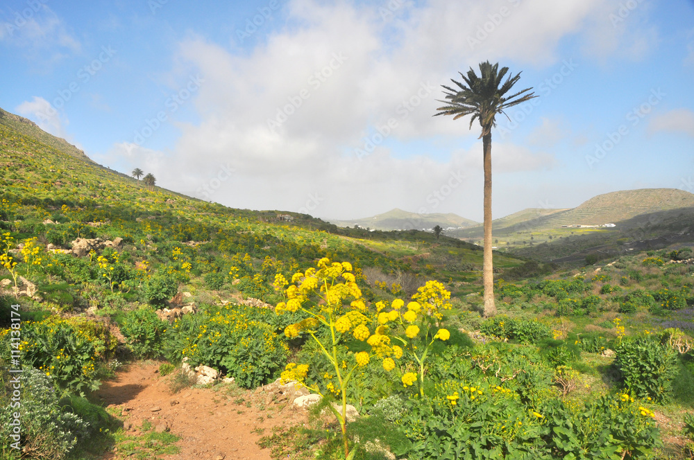 Blühende Frühlingslandschaft auf spanischer Vulkaninsel Lanzarote Blühende Frühlingslandschaft auf spanischer Vulkaninsel Lanzarote