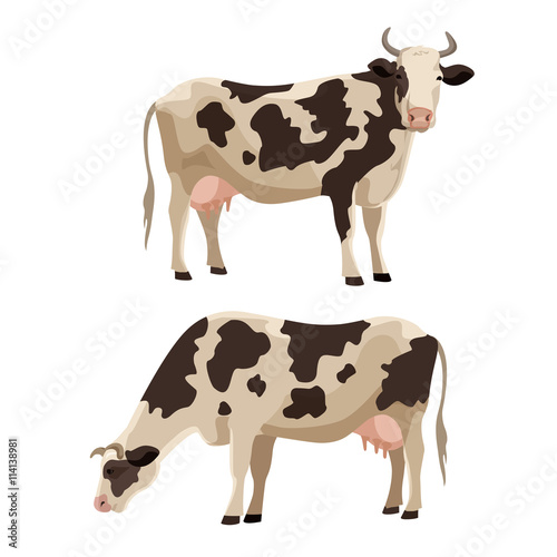 Spotted cow vector illustration farm cattle animal collection.