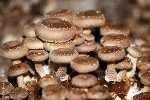 Shiitake mushroom grow together in groups