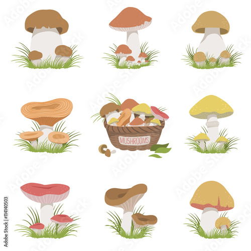 Eatable Mushrooms Realistic Drawings Set