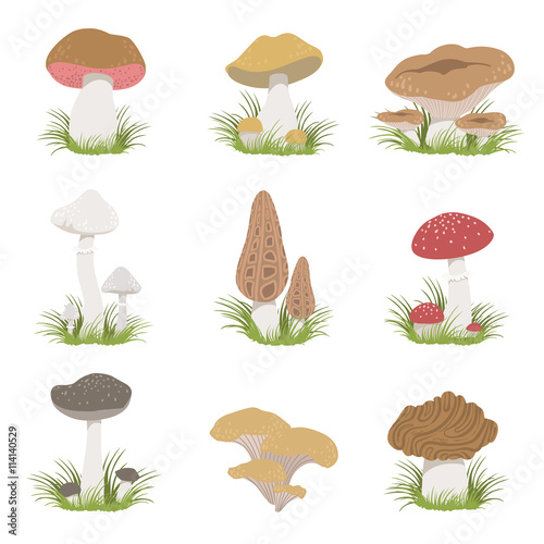 Different Mushrooms Realistic Drawings Set