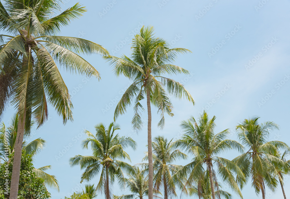 coconut tree and blue sky in the island. coconut tree and blue sky in the island.
