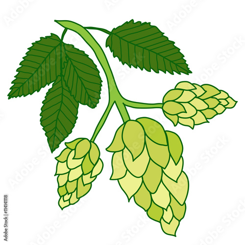 Hops plant isolated on white background, hand drawing style. Vector illustration