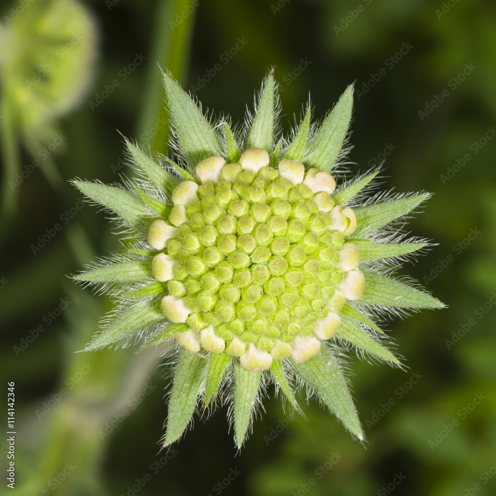 Flower bud of Field Scabious, Knautia Arvensis, with dark bokeh background macro, selective focus Flower bud of Field Scabious, Knautia Arvensis, with dark bokeh background macro, selective focus