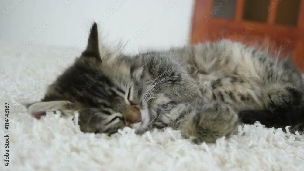cute kitten sleeping in the room cute kitten sleeping in the room