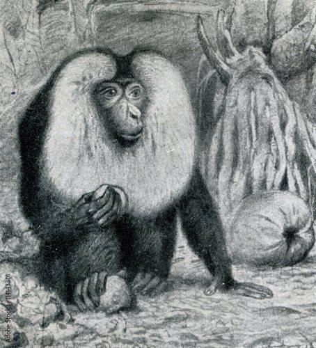 Lion-tailed macaque (Macaca silenus) from Brehm's Animal Life, 1927
