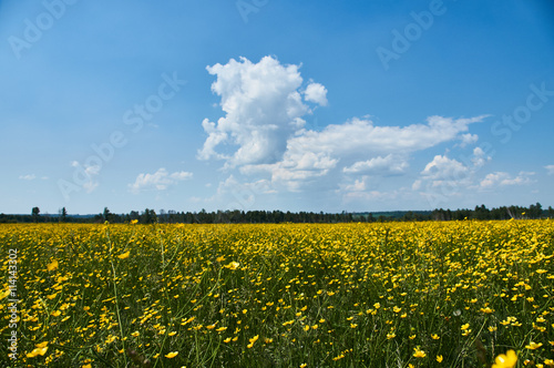 Summer landscape with flowers and clouds.