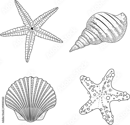 Stylized vector shell zentangle doodle