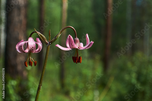 Lilium pilosiusculum in summer forest photo