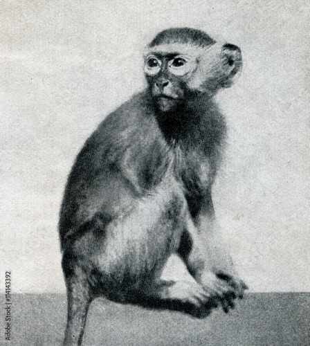 Green monkey (Chlorocebus sabaeus) from Brehm's Animal Life, 1927 photo