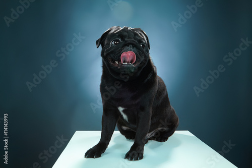 Close-up a Pug puppy in front of blue background