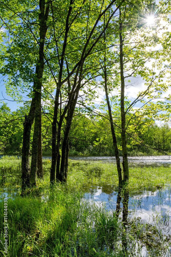Flooded trees along a river bank Flooded trees along a river bank